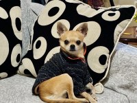 Sıfır Numara 1 Kilo 300 Gram Chihuahua