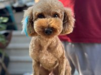 Poodle erkek köpeğimiz