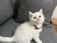 Pofuduk Surat British Longhair