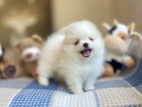 Ayı Surat Pomeranian Boo Yavrular