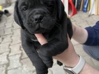 1,5 Aylık Siyah Pug Yavrular