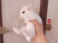 Orjinal Cüce Tavşan Yavruları