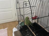 2 Yaşında Dişi Pakistan Papağanı