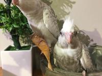 %100 El Beslemesi Full Evcil Yavru Sultan Papağanı