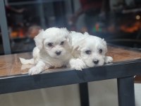 Lekesiz maltese terrier minnak köpeklerim