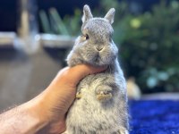 Safkan evcil hollanda mini ve cüce tavşan yavrular