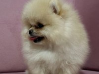 Bize Danışmadan Pomeranian Almayın