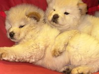 Orjinal Irkının Nadir Özellikleri Mevcut Çin Aslanı