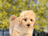 Toy poodle cinsi sevimli köpeklerim
