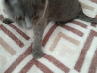 A Kalite British Shorthair