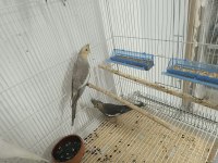 2 Aylık Evcil Yeme Düşmüş Sultan Papağanı Yavrular