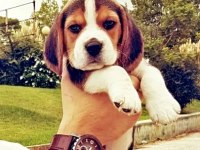 Irk garantili beagle yavruları