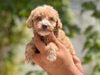 Sevimli maltipoo yavru köpeklerimiz