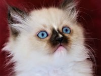 Dişi ragdoll yavrumuz yeni yuvasını arıyor