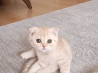 Minik Yavru Kedimiz