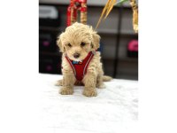 Muhteşem Poodle Bebekler