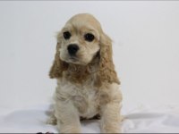 Irk Garantili Cocker Yavruları