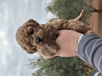 A Kalite Orjinal Koyu Toy Poodle