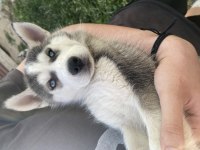 Orijinal Sibirya Kurdu Yavruları