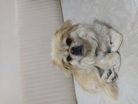 Lili 1 yaşında pekinez