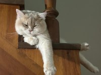 Ay12 blue golden british shorthair full anne-baba şecere