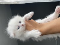 Maviş 35 Günlük Longhair Scottish Üzgün Ayı Surat