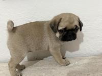 50 günlük sağlıklı dişi pug