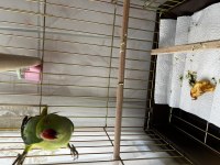 Pakistan Papağanımız