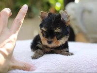 Sevimli Yorkshire Terrier Yavruları