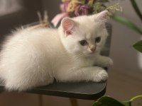 3 aylık golden point british shorthair yavruları