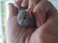 Güzel Kanarya Erkek Kızgın