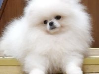 Bembeyaz Ayı Surat Pomeranian