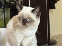 Dişi British Shorthair