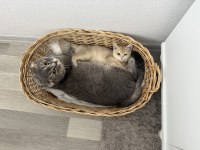 Ny11 Golden British Shorthair