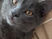 Kedime iyi bir aile arıyorum takip şartı ile