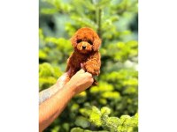 Toy Poodle Birbirinden Güzel Yavrularım