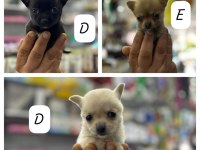 Teacup bardak boy chihuahua erkek ve dişi yavrular