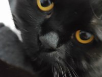 Acil Ücretsiz Sahiplendirme Siyah Scottish Fold