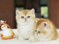 British Shorthair Golden Yavrular