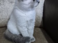 Safkan Yavru Kedimiz Yeni Yuvasını Arıyor