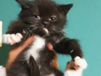 İki dişi yavru kedim ailesini arıyor