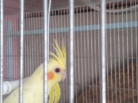 Yeni Yeme Düşen Sultan Papağanları