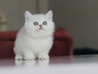 Full Şecereli Babadan Teslime Hazır Erkek Kedimiz