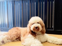 Standart Black Dev Poodle & Doodle