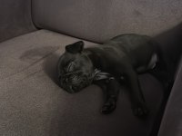 Açık satılık pug geleni üzmem