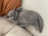 British shorthair 2 aylık erkek