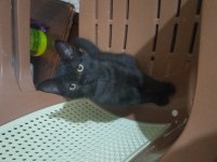 Scottish İle Smokin Kırması