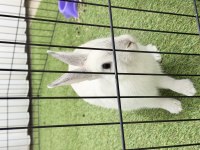 4-5 Aylık Kar Beyazı Tavşan