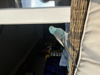 Şarkıcı Pareket Papağanımız