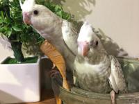 %100 El Beslemesi Full Evcil Yavru Sultan Papağanı